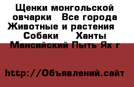 Щенки монгольской овчарки - Все города Животные и растения » Собаки   . Ханты-Мансийский,Пыть-Ях г.